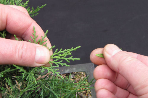 pruning juniper bonsai